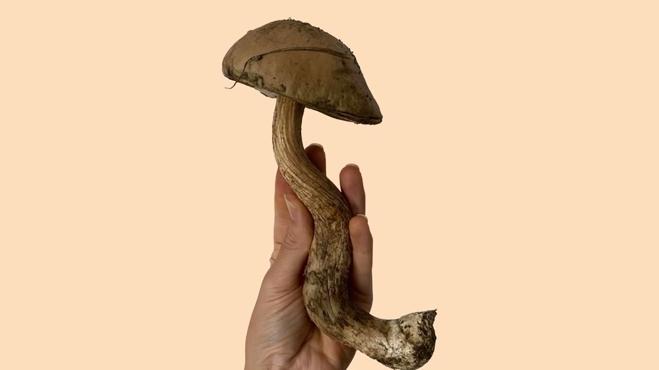 Let&rsquo;s Get Fungi With It! Happy Mushroom Day | World Mushroom Day 2025