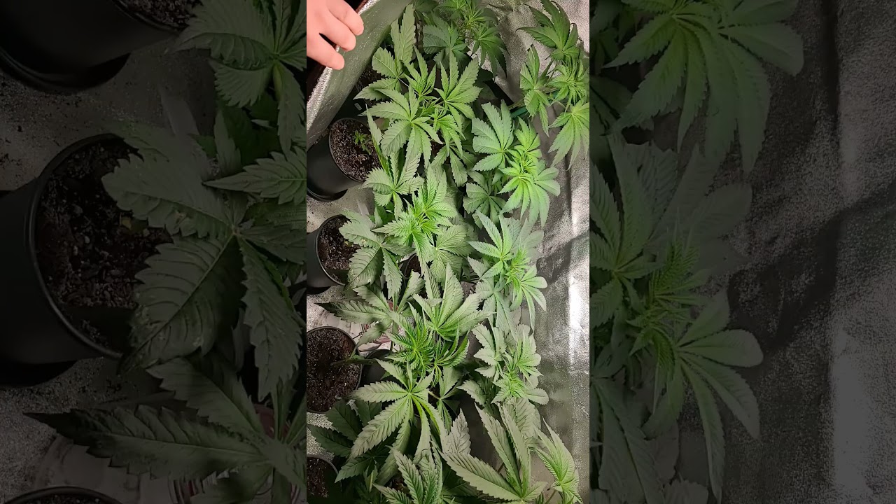 Day 25 from seed week 1 of 12-12 
