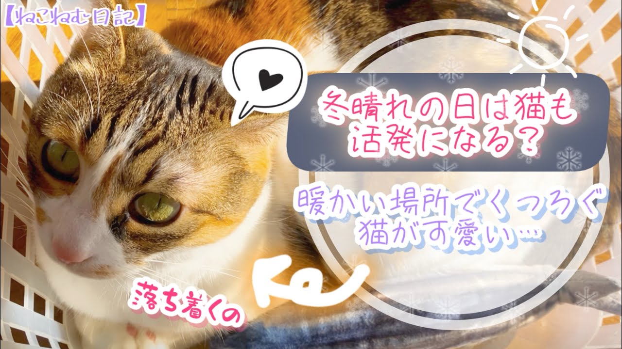 【冬晴れ】暖かい日は猫の気分もあがる！冬でも全力でくつろぎ&遊びまくる我が家の猫がこちらです…✨