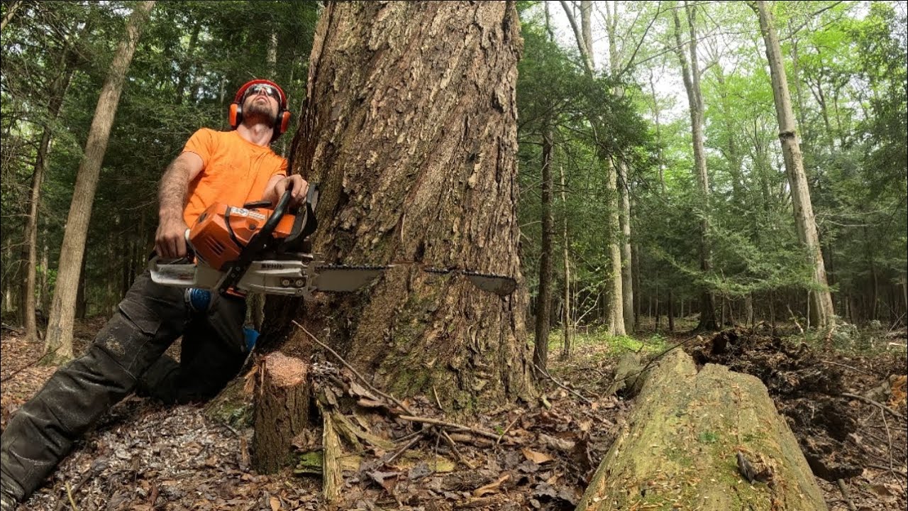 Full day of Logging. || Western New York Hardwood ||