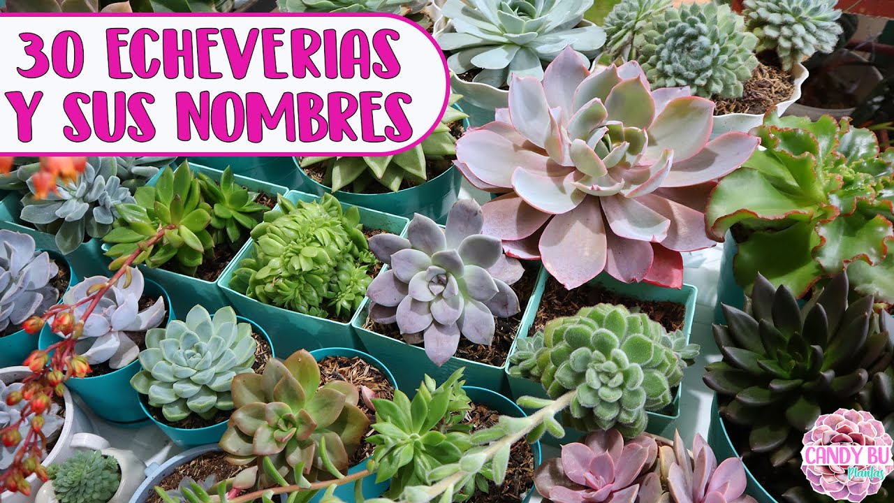 30 Echeverias con sus nombres IDENTIFICANDO SUCULENTAS │Candy Bu