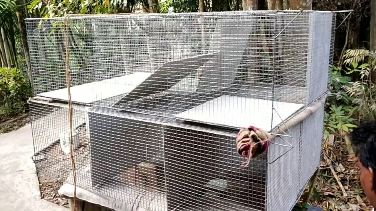My bird setup zebra finch's perfect cage.