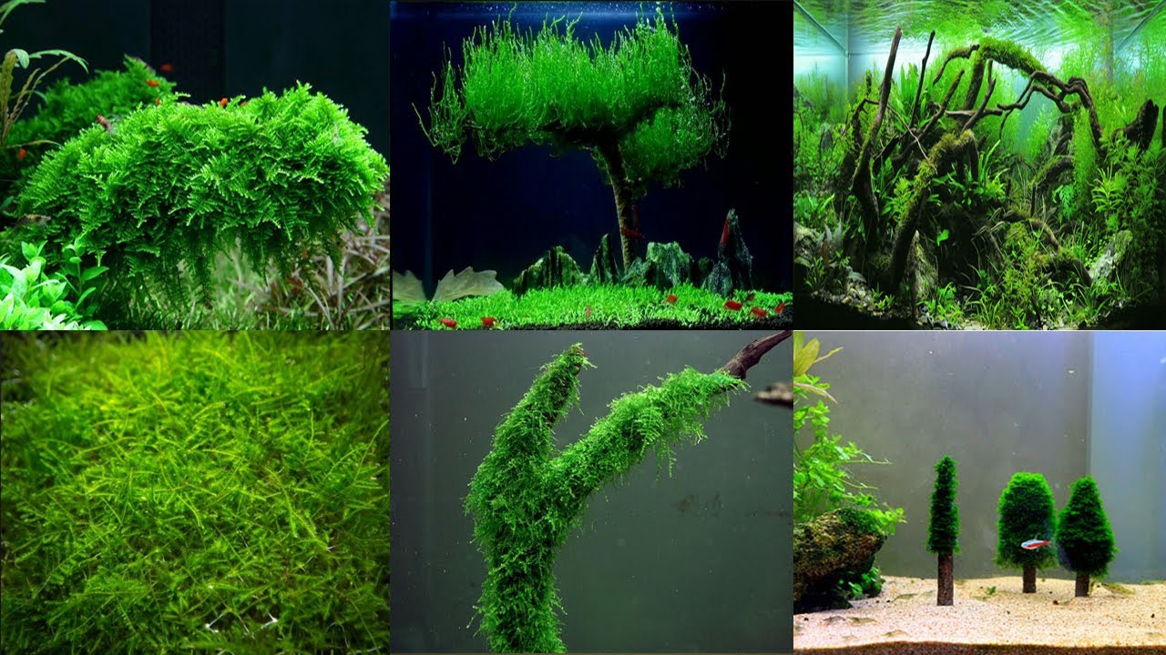 Moss care and complete guide | Happy fins and nature | Hindi