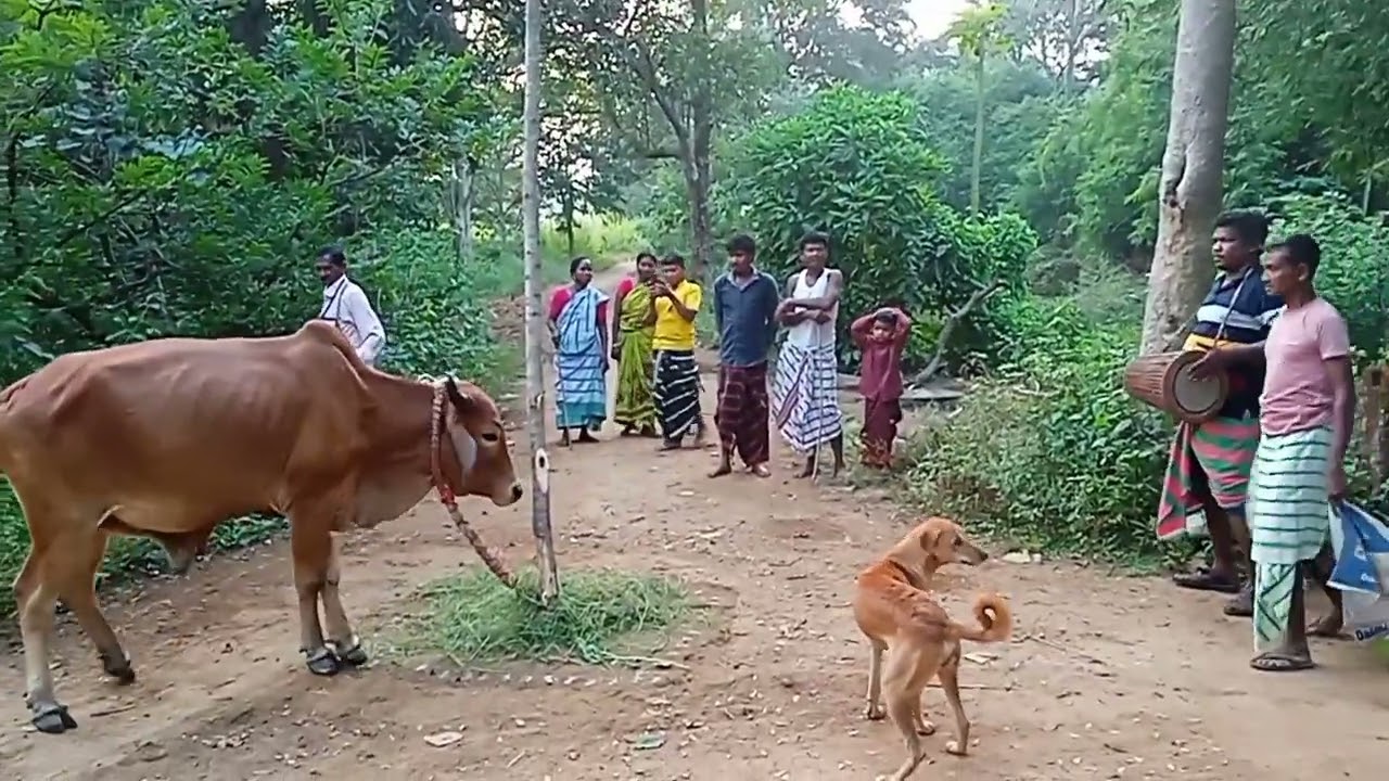 Bagedihi bandna porob