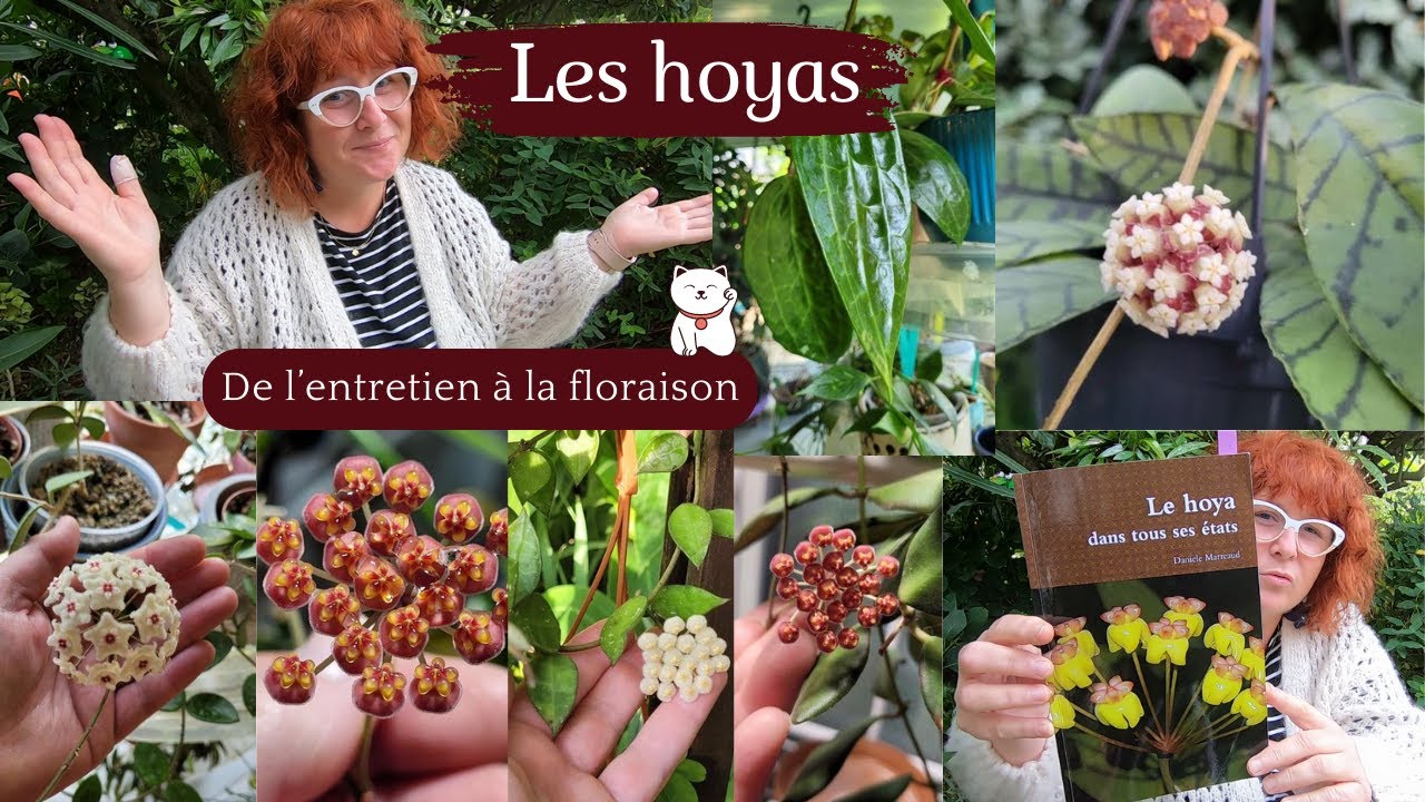 LES HOYAS 🌸Mon expérience & tout ce que j'ai appris🌸De l'entretien à la floraison | Le livre à avoir