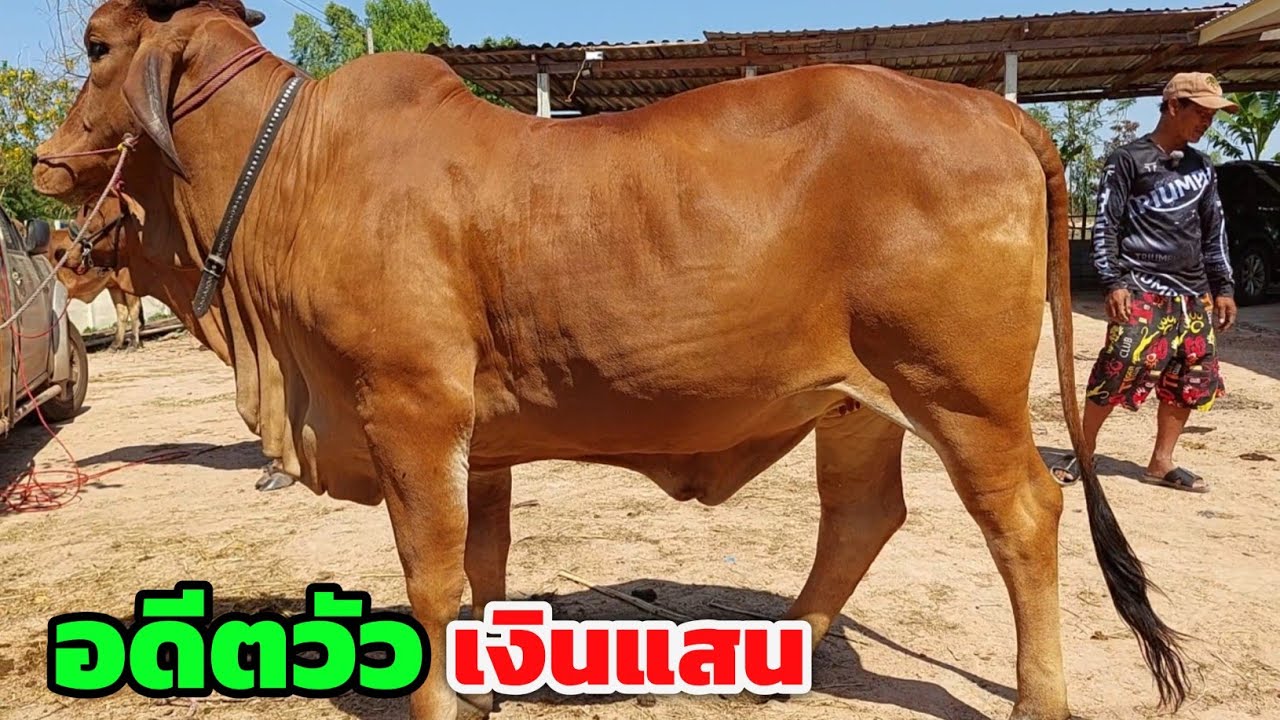 อดีตวัวเงินแสน รอบนี้มีแต่งามๆ คัดมาให้แล้ว แบบนี้อย่าช้า 11 มี.ค.69 ฮ้อยวิ อ.กมลาไสย