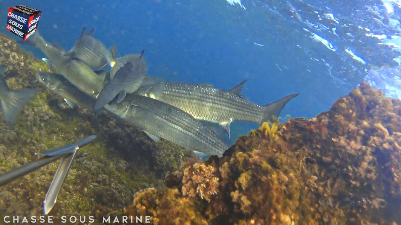CHASSE SOUS MARINE Apnée Poulpe poisson Méditerranée - Peche sous marine 2023