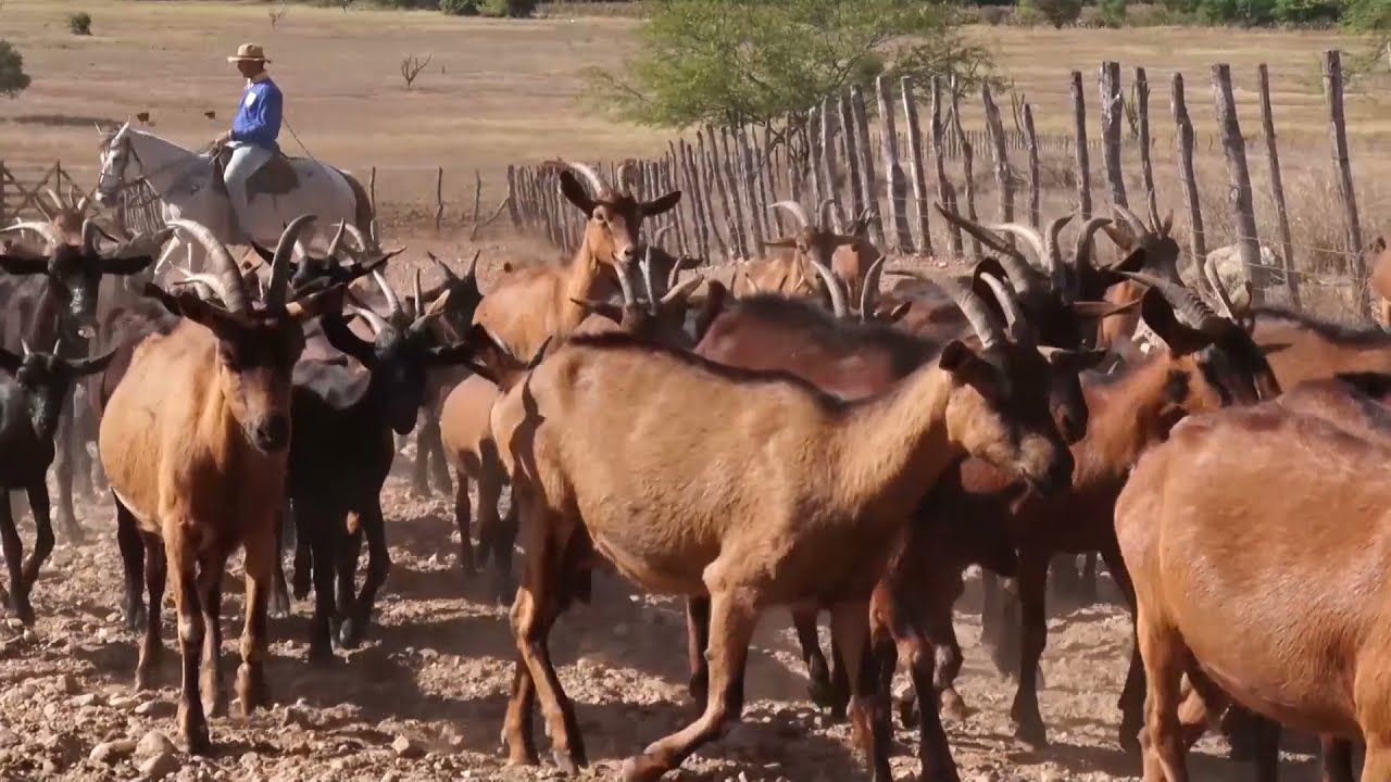 NOSSO AGRO - Fazenda Carnaúba. Vamos conhecer a criação de cabras e a fabricação queijos artesanais