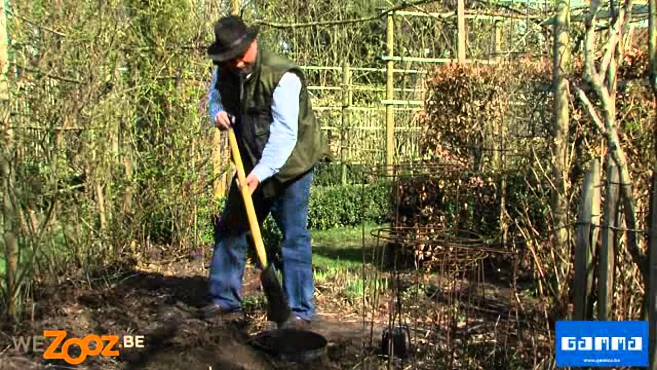 Munt planten - Tuinadvies | GAMMA Belgi&euml;