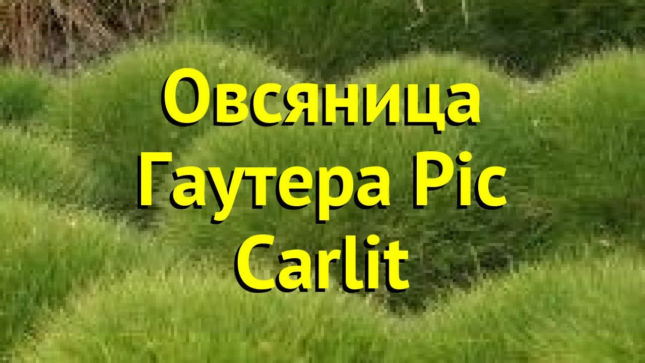 Овсяница гаутера Пик Карлит. Краткий обзор, описание характеристик festuca gautieri Pic Carlit