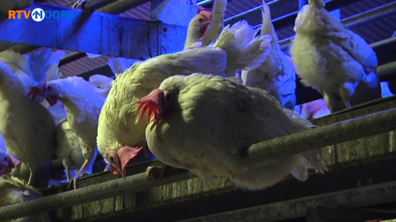 Eieren van AH zijn bevrucht: zes supermarktkuikentjes geboren - RTV Noord
