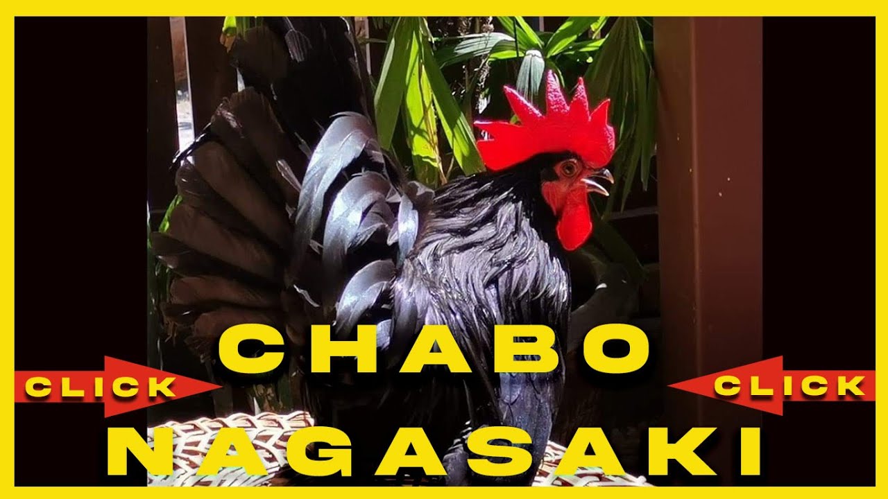 Chabo Nagasaki padrão internacional!