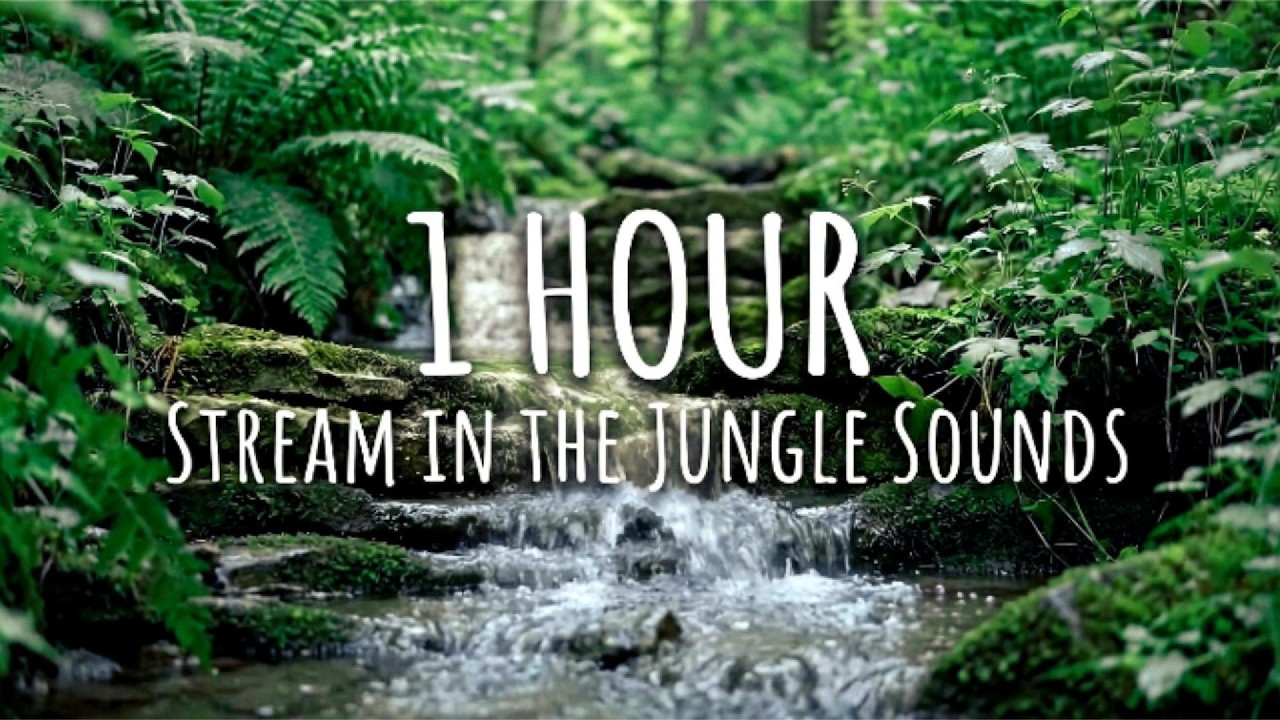 Relaxing Forest Stream Sounds with Distant Birds | Peaceful Jungle Ambience | 1 Hour 1080p