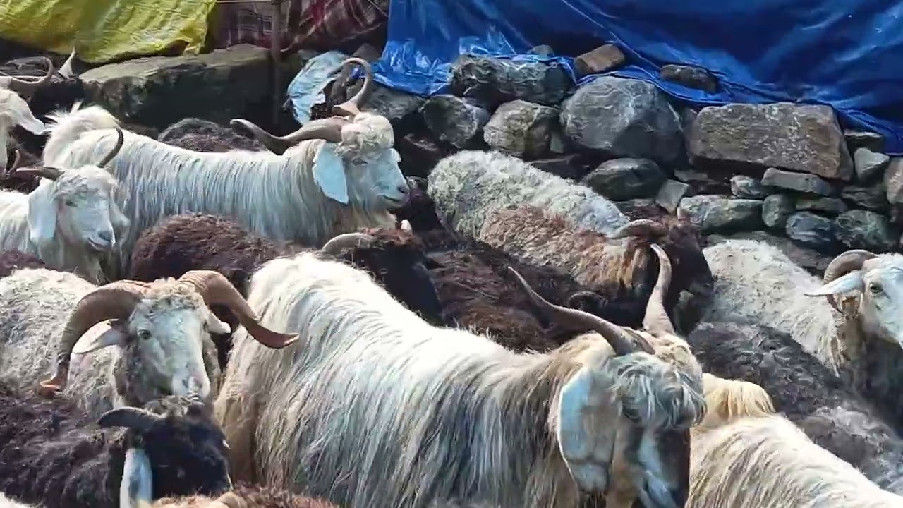 बुगायलो से भेड़ बकरी वापस घर की ओर