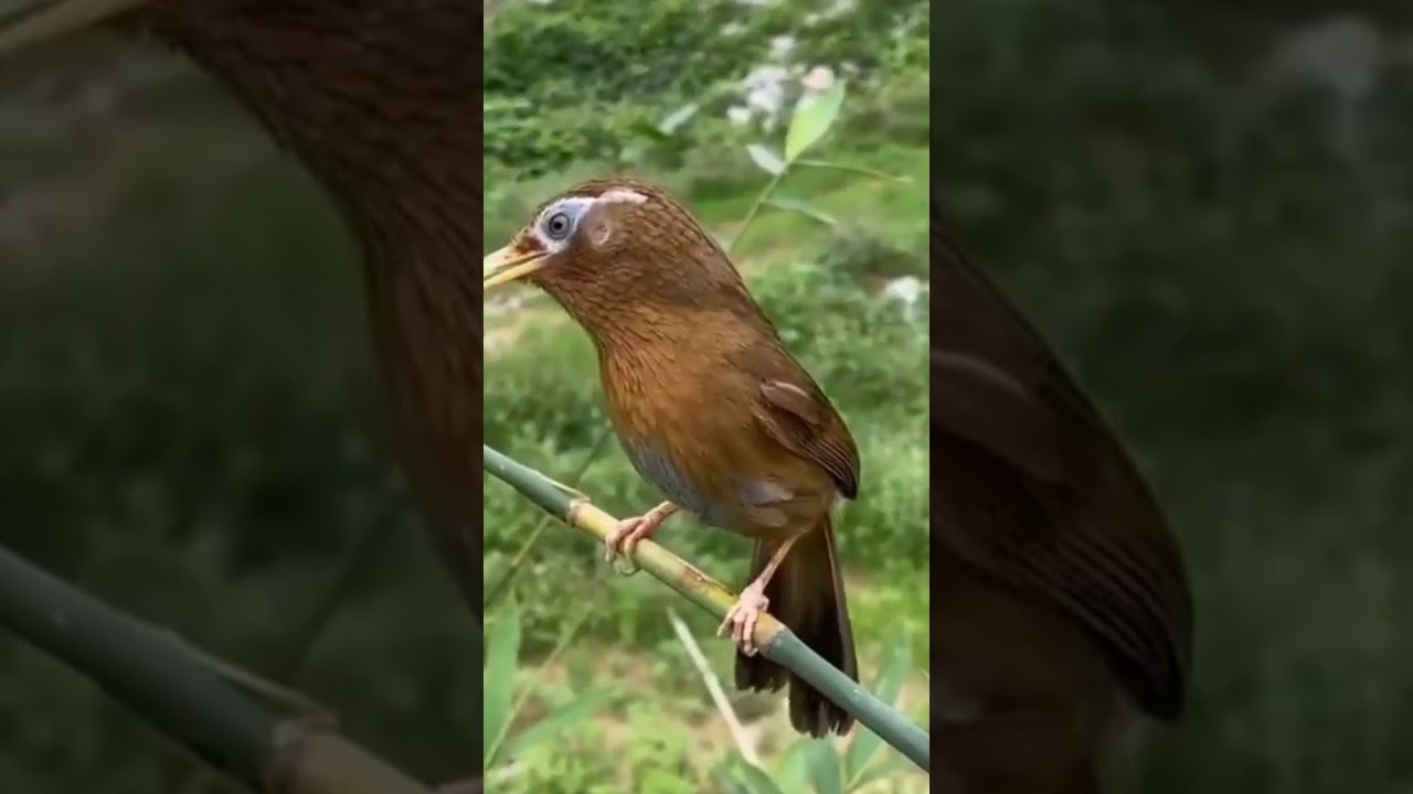 BURUNG WAMBI GACOR DI ALAM BEBAS🐦