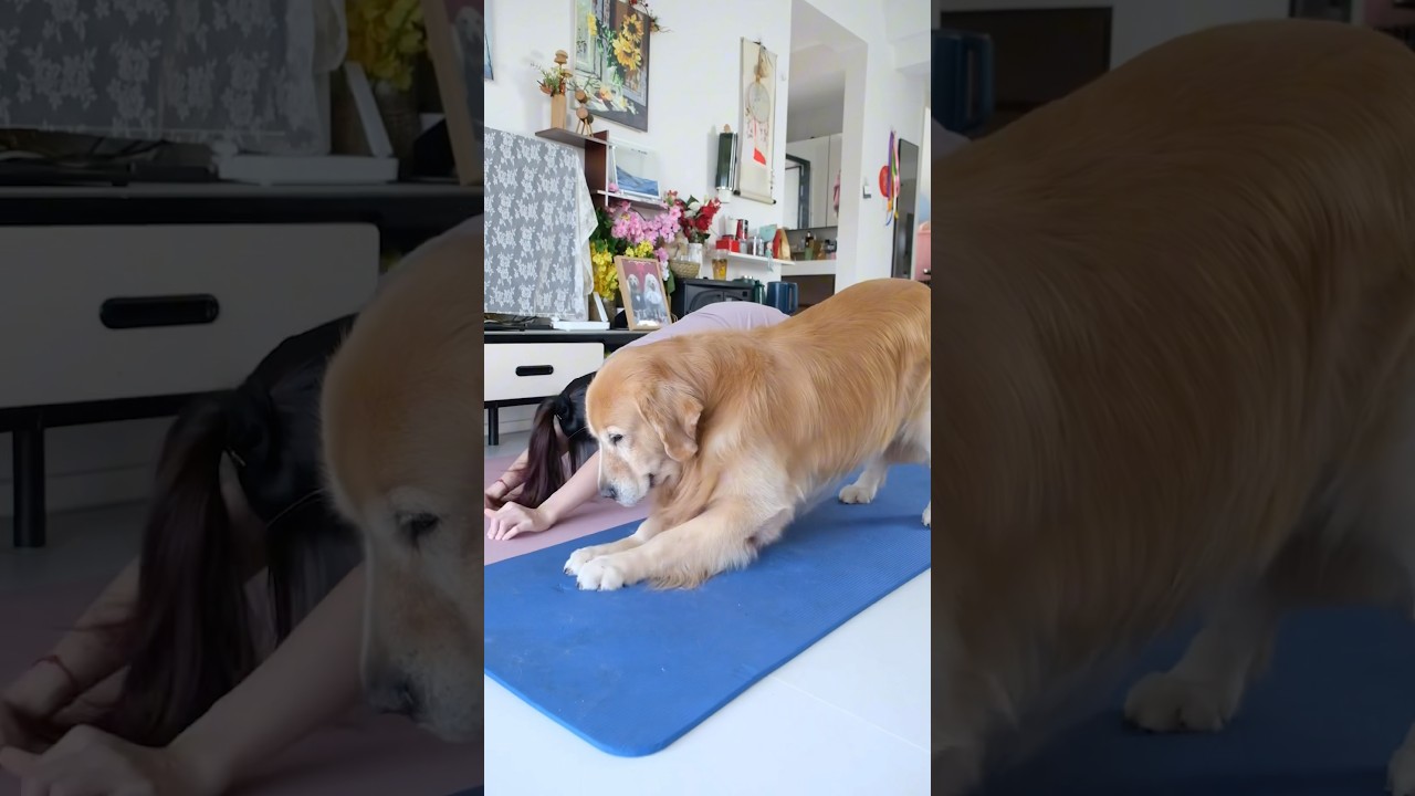 You really couldn’t ask for a better yoga partner than Mantou! 😍🧘‍♂️