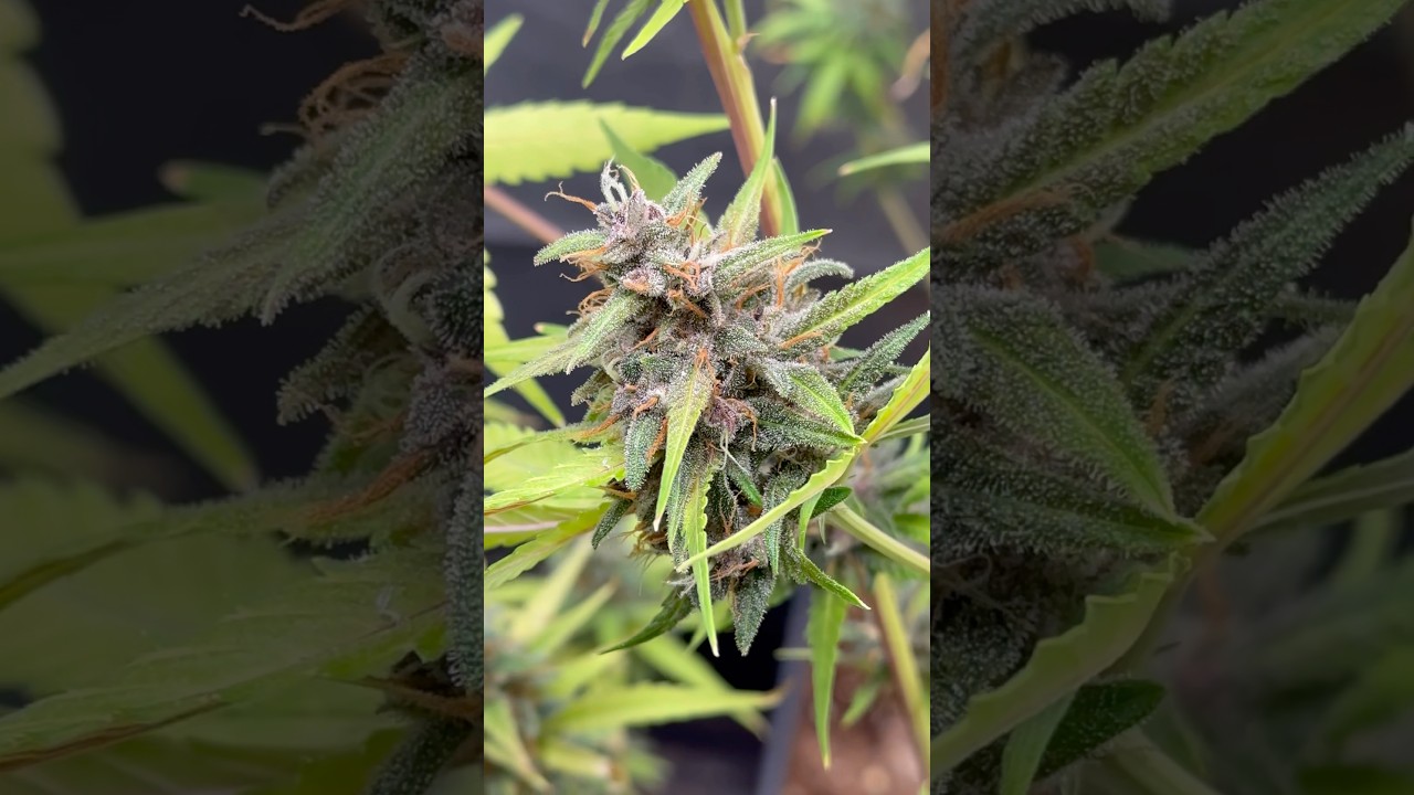 LSD-25 Auto 🌈 Colores Incre&iacute;bles en All Mix 🍀🤩 #nature #garden