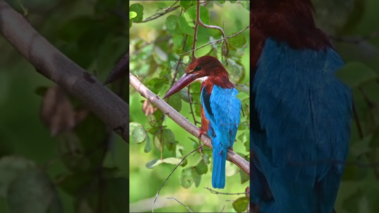 Красноклювая альциона / White-throated kingfisher