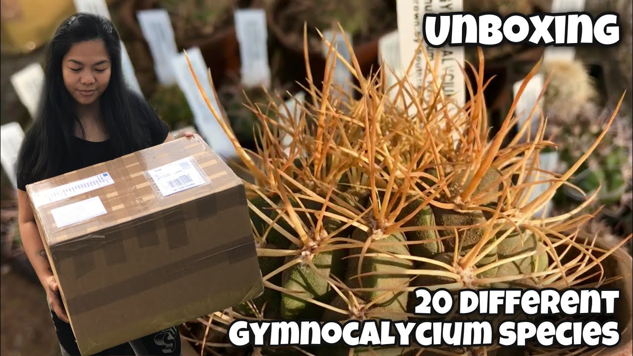 Cactus Unboxing | 20 Gymnocalycium wedding anniversary gift | 23 Sept