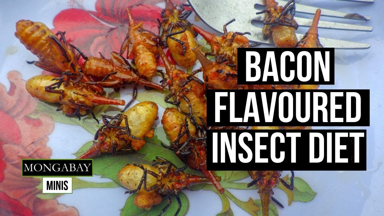 How eating insects could help save endangered lemurs in Madagascar