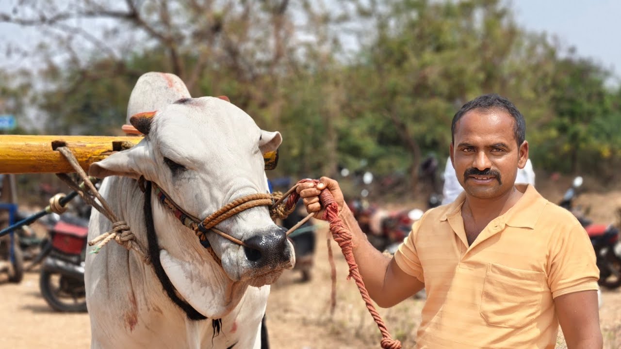 సంజీవరాయునిపేట గ్రామం 4పళ్ళు 6వ జత వెంకట నిహారిక నాగ జోతి 💥💥💥