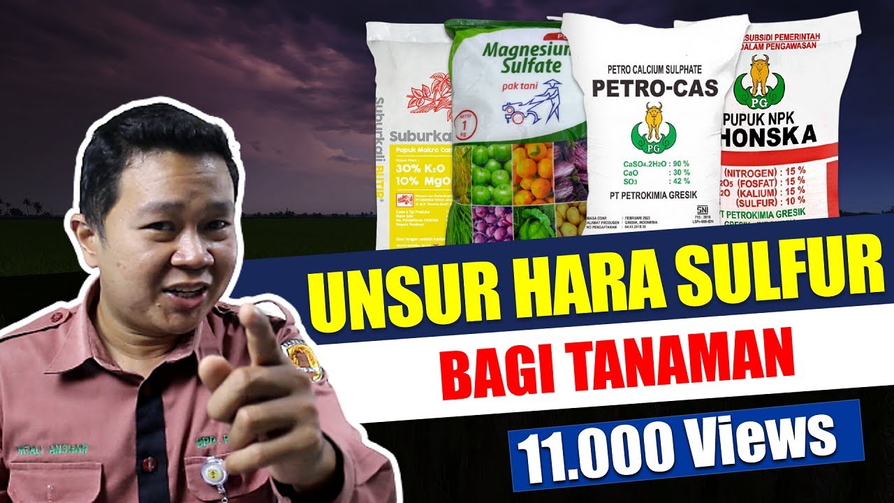 Seri Pemupukan 10# Rahasia Manfaat unsur hara sulfur / belerang bagi tanaman - Penyuluh Pertanian
