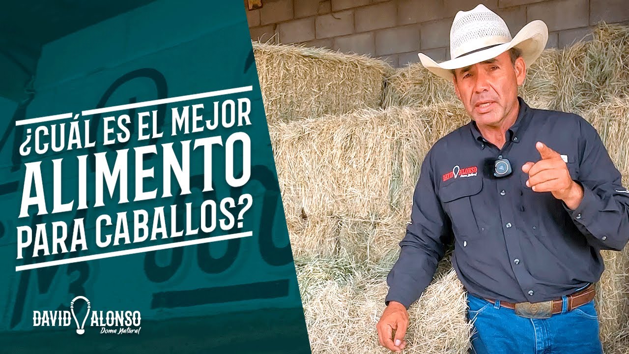 ¿Mejor Alimento para Caballos?