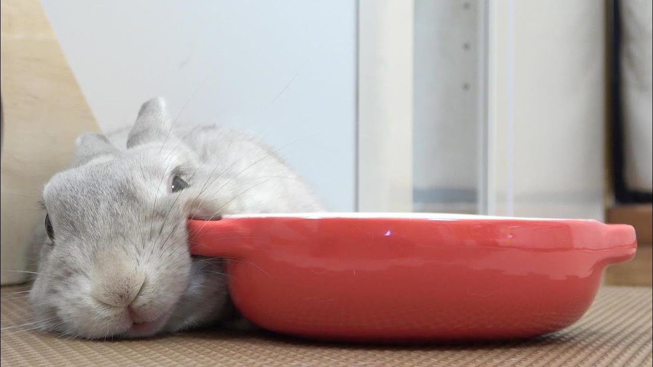 視聴数はいまいちだったけど飼い主オススメうさぎさんの動画４選