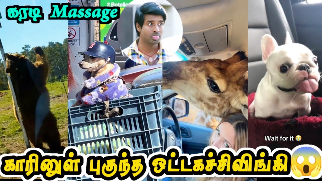 கம்பி மேல் கரடி | ஒட்டகச்சிவிங்கி லீலைகள் | Hoomans | Twisty story