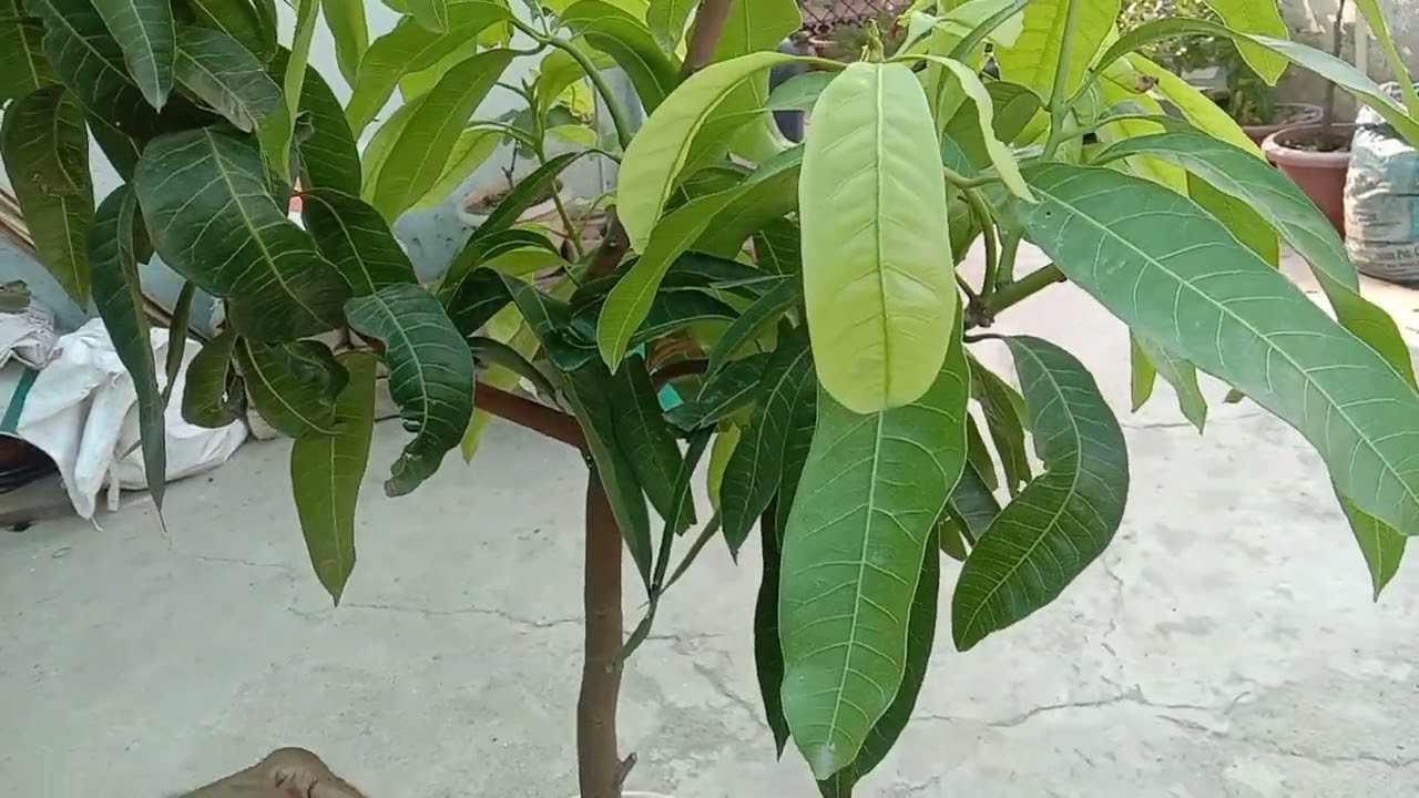 पेड़ पर ग्राफ्टिंग केसे करें ओर किस महीने में करे