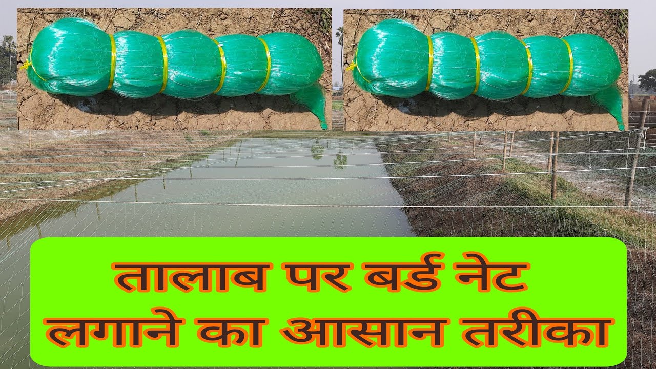 तालाब पर बर्ड नेट ( चिड़िया से बचाने वाला जाल ) लगाने का बहुत आसान तरीका