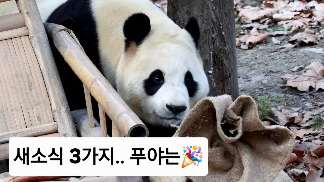 2.19 (저녁Live) 푸야 루이 후이 소식, 링랑자이..🎉 #푸바오 #루이후이 #링랑자이 #에세이삼촌