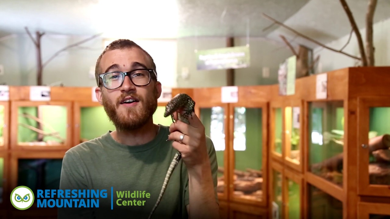 Wildlife Wednesdays - Mangrove Monitor Lizard