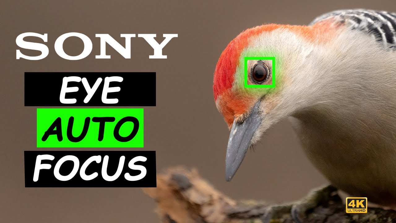 BIRD PHOTOGRAPHY FOCUSING AND THE SONY A1 EYE AUTOFOCUS (AF) &ndash; First Day! 4K