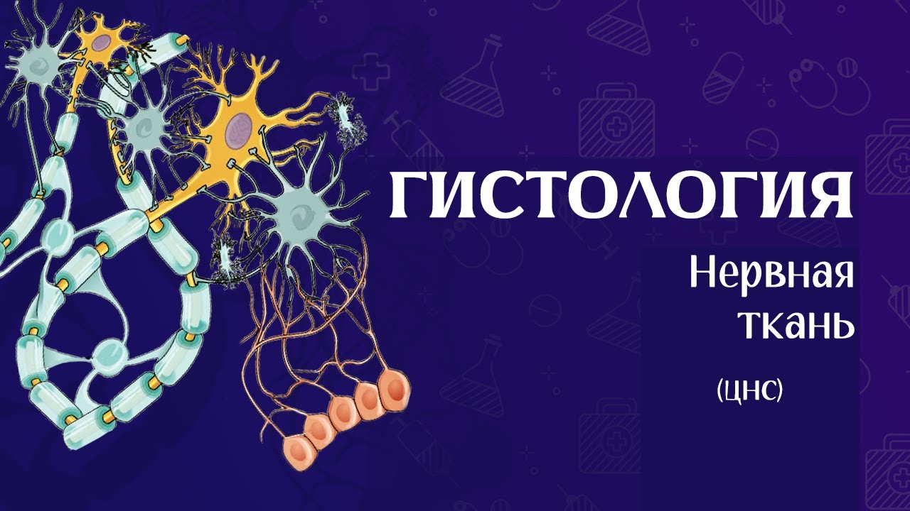 Гистология нервной системы (ЦНС часть 1)