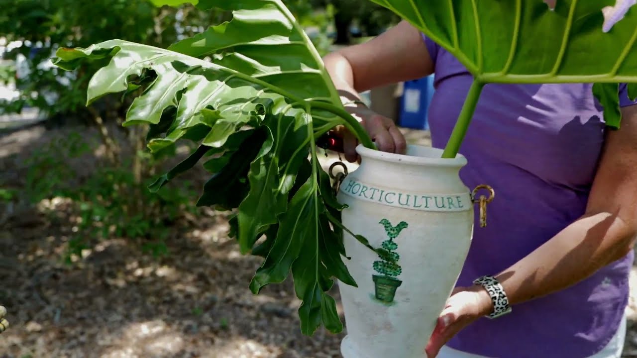 Get It Growing: Split leaf philodendron creates a tropical oasis