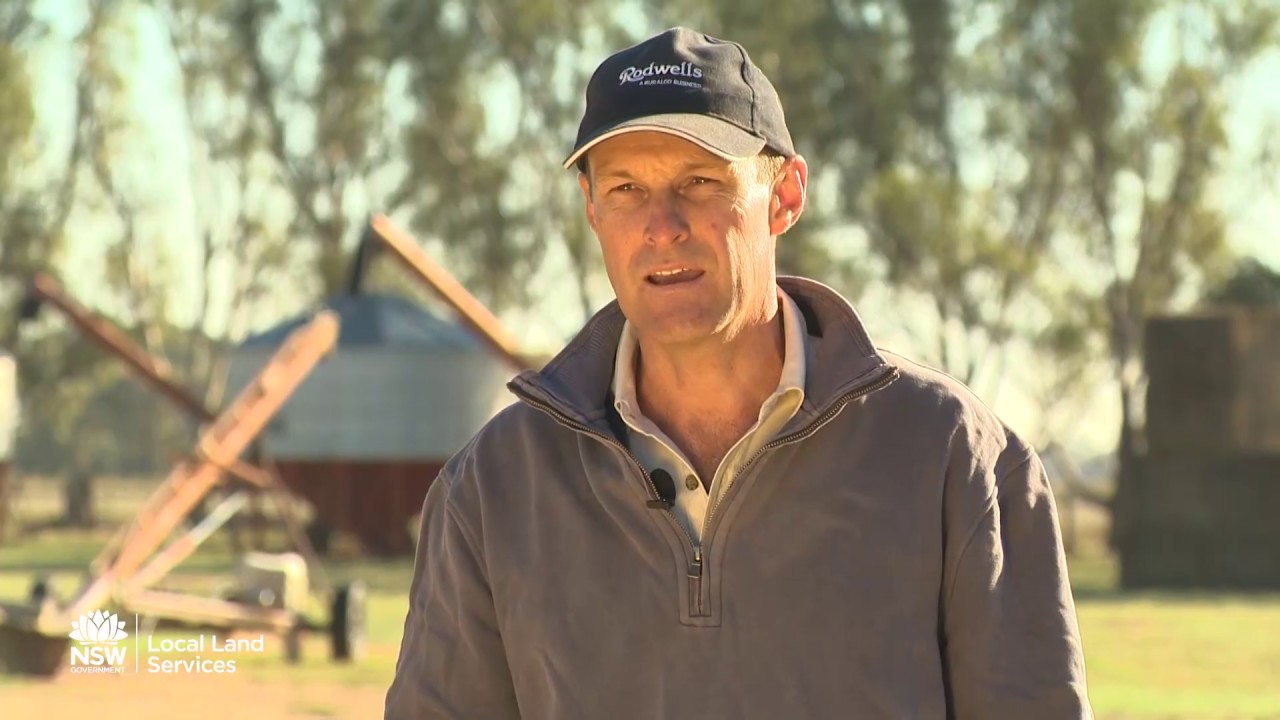 Lambing on Irrigated Pasture