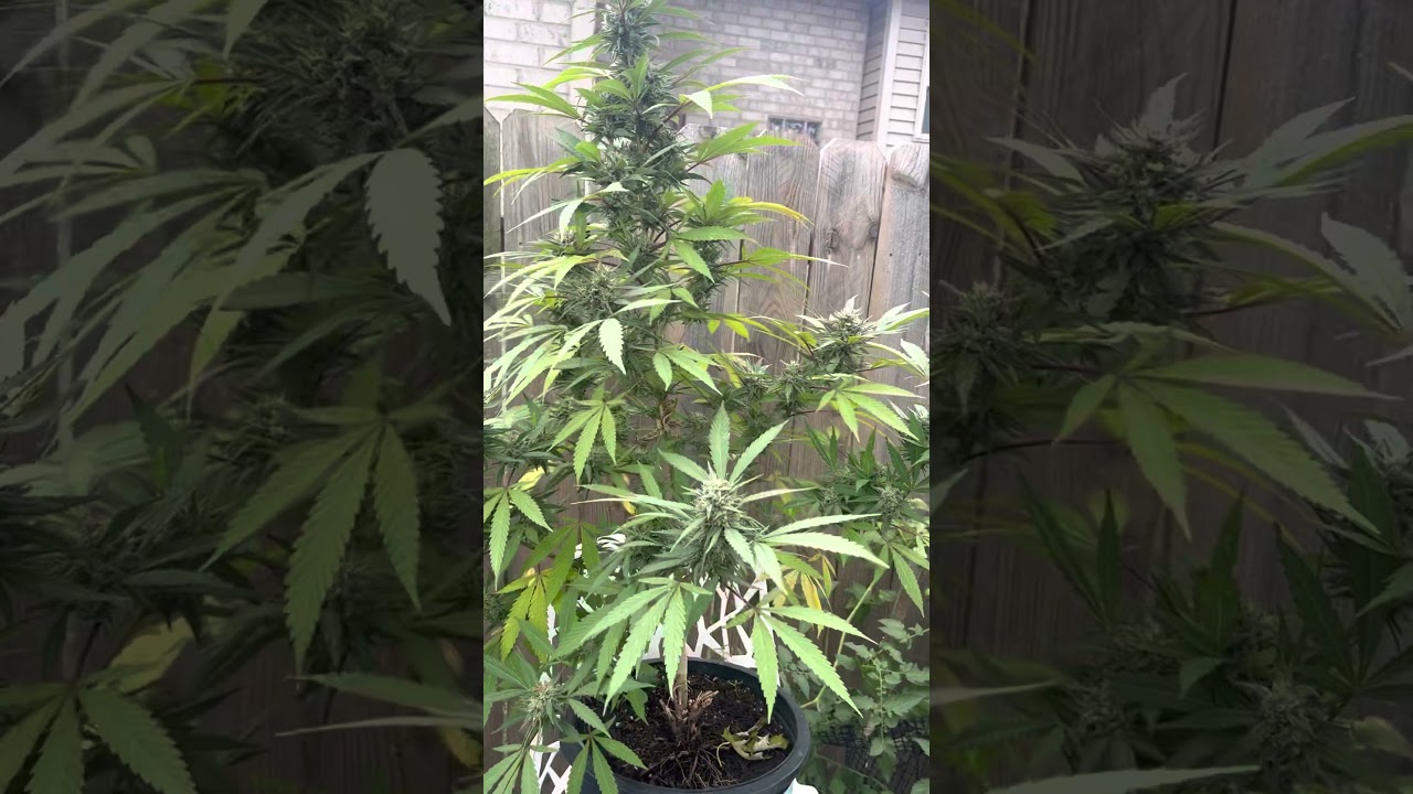 Gelato HARVESTING!!!