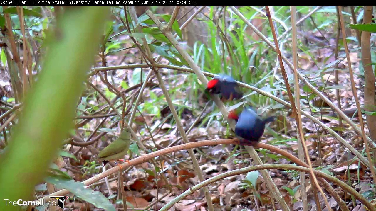 Epic Lance-tailed Manakin Dance and Display Sequence with Female, April 15, 2017