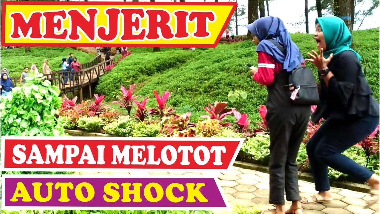 Kompilasi Jeritan Histeris BUSHMAN PRANK | PRANK MANUSIA POHON