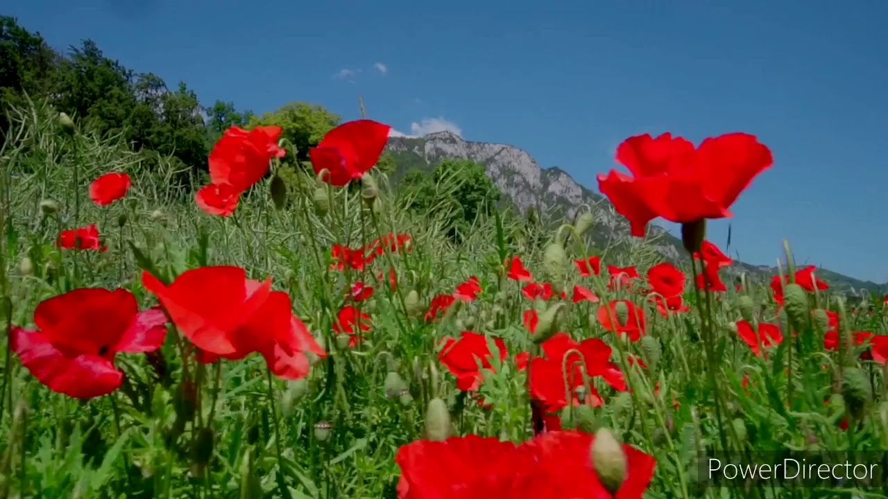 Zazaca Şiir Trone Muş