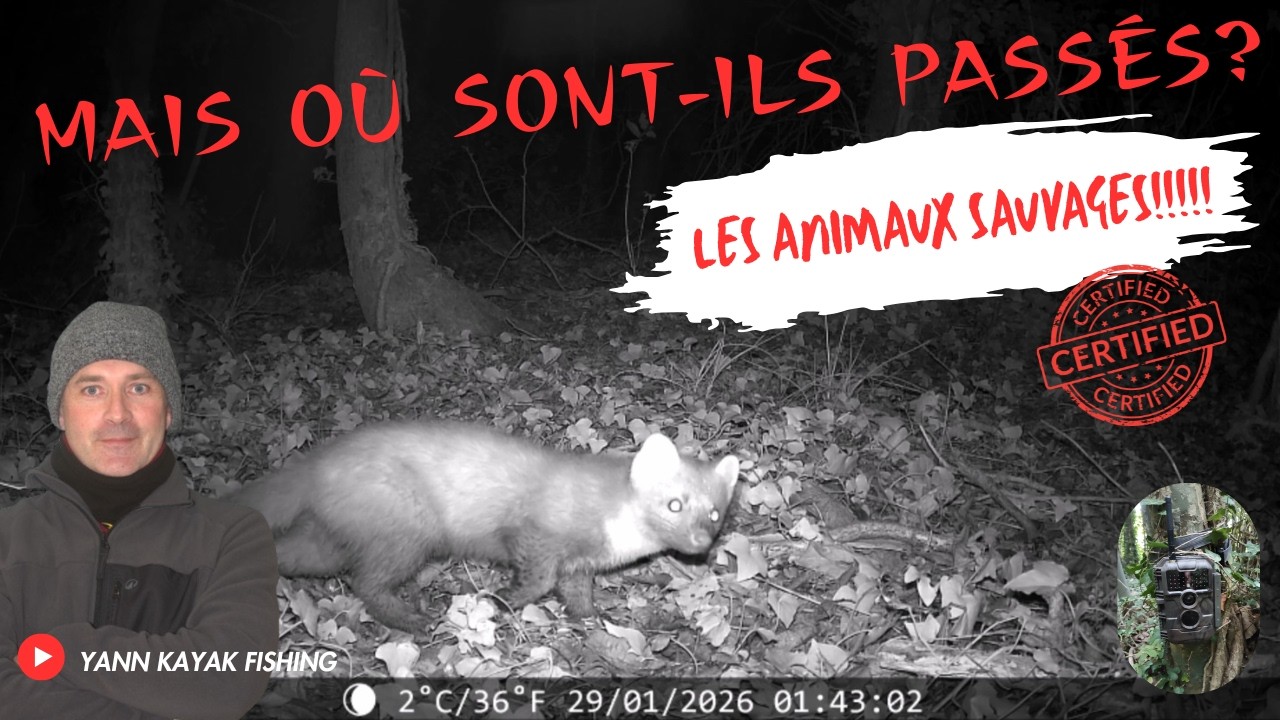 La Vie Secrète des Champs  Chevreuils, Martres, Renards, Sanglier en Normandie.
