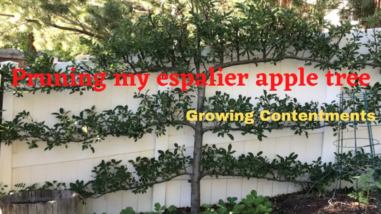 Pruning my espalier apple tree, Vlog #27