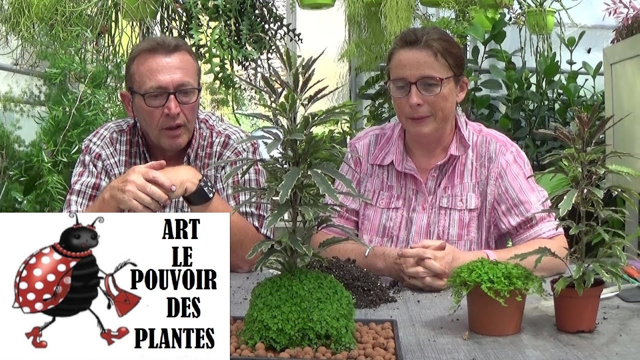 Chaîne jardinage: kokédama façon ART: Comment faire un kokédama