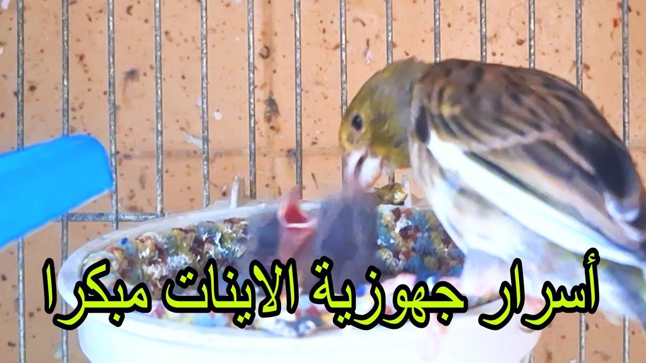 La Magie de la Reproduction du Canari Timbrado lتجهيز الاينات مبكرا  