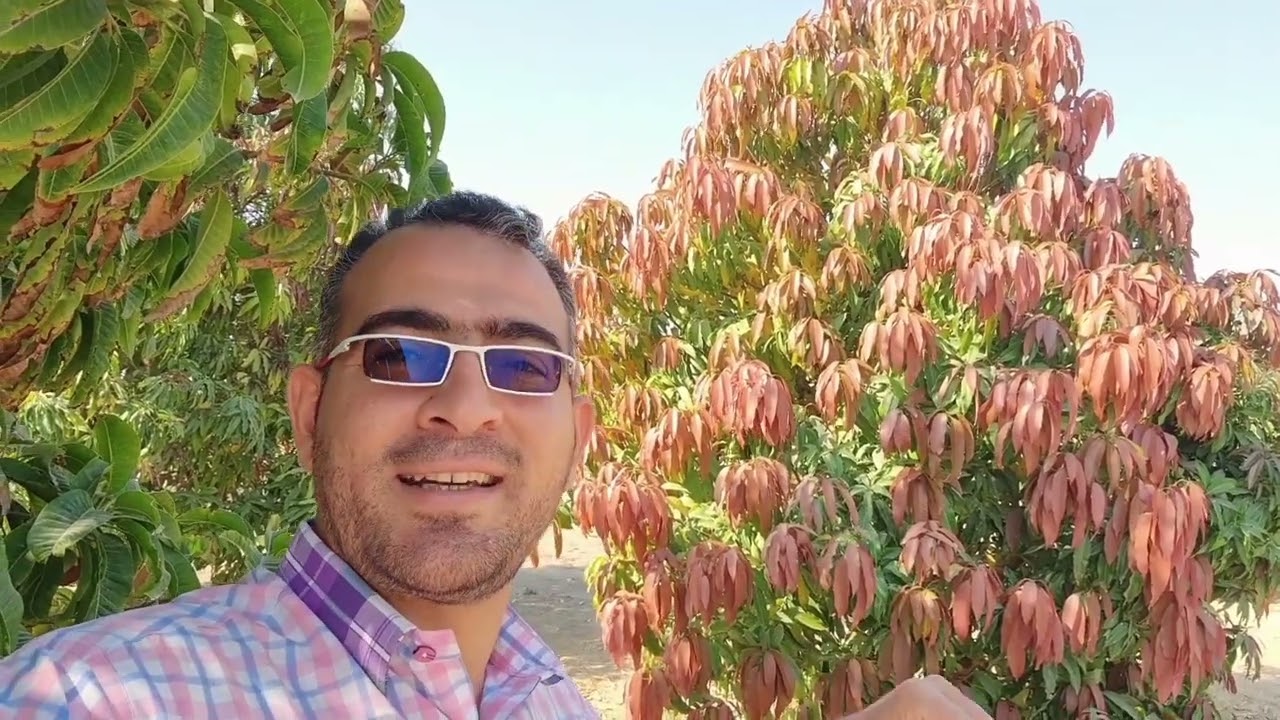 خطورة النمو الخضرى وقت التزهير فى المانجو 🥭