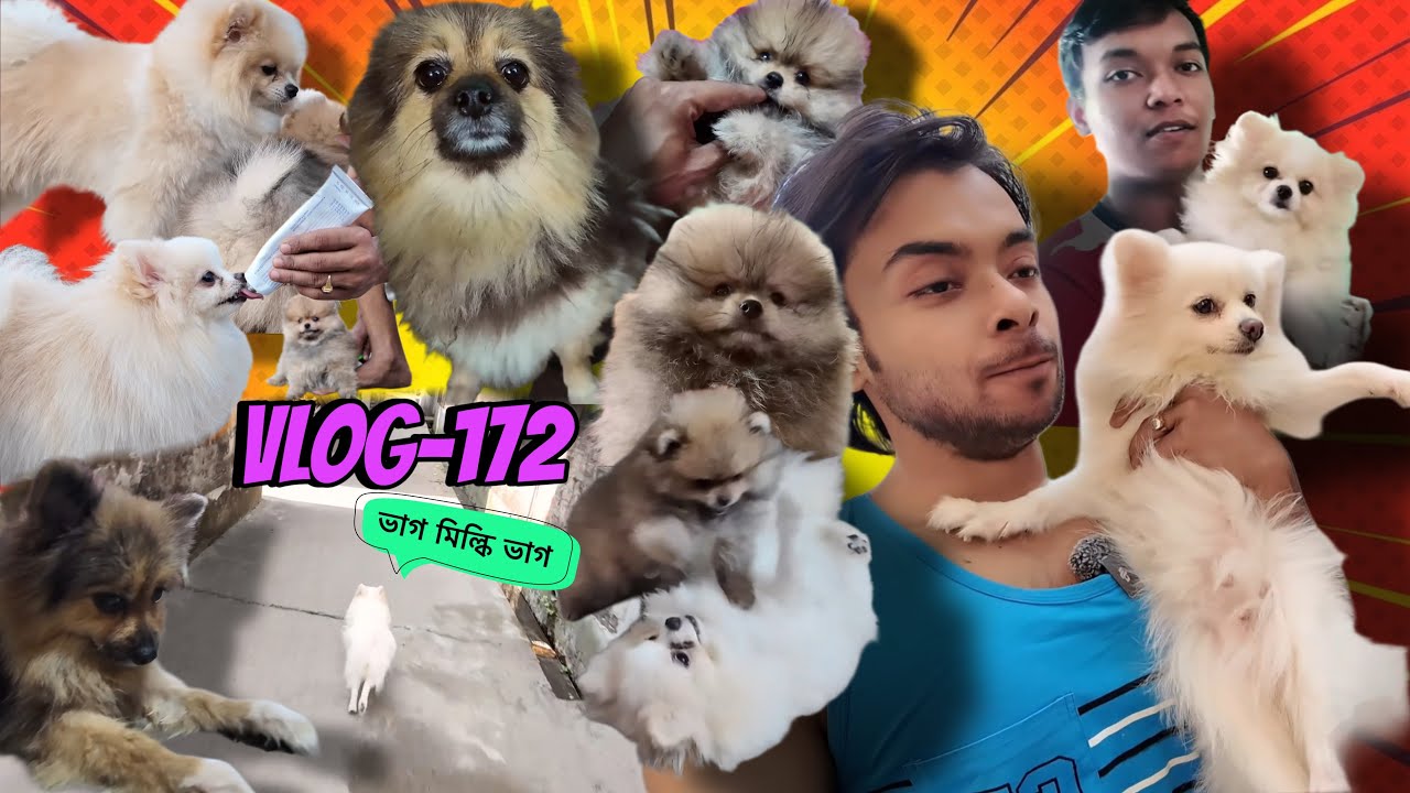 মিল্কি সুযোগ পেলেই পালায় 😂🤣(Vlog-172)#dog #pets #dailyvlog 