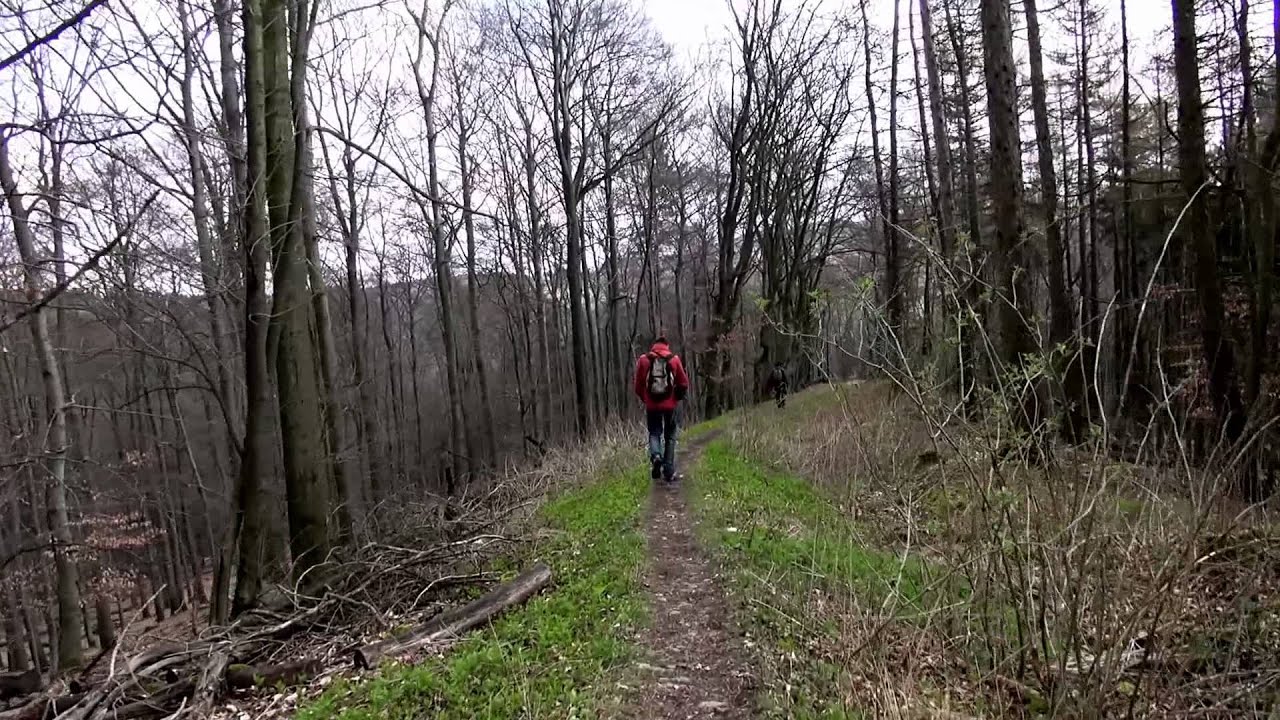 Wanderung über den Freeden in der Blüte (Lerchensporn)