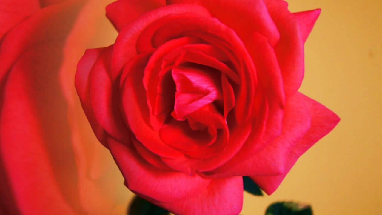 TANGO Daj mi tę różę- Zbigniew Rawicz