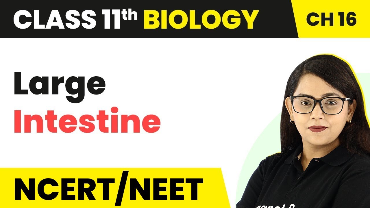 Large Intestine - Digestion and Absorption | Class 11 Biology